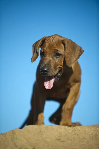 Lindo rhodesian ridgeback cachorro — Foto de Stock