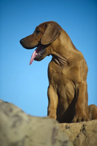 Carino rodesian ridgeback cucciolo — Foto Stock