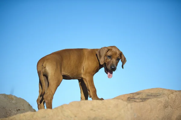 Lindo rhodesian ridgeback cachorro —  Fotos de Stock