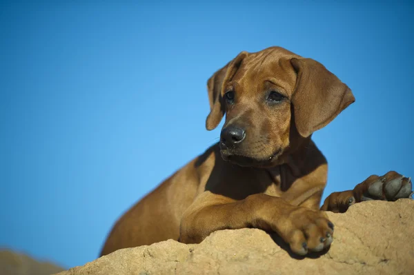 Симпатичный родезийский щенок — стоковое фото