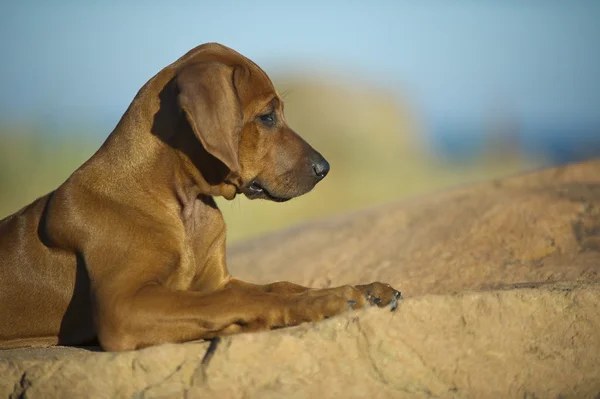 Cute rhodesian ridgeback puppy — Stock Photo, Image