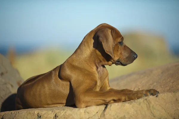 Roztomilý rhodéského ridgebacka štěně — Stock fotografie