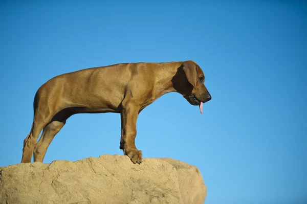 น่ารัก rhodesian ridgeback ลูกสุนัข — ภาพถ่ายสต็อก