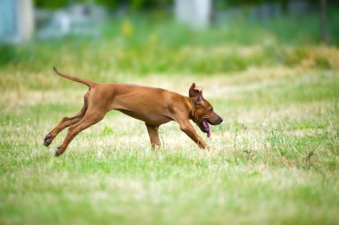 güzel köpek Rodezya ridgeback puppy açık havada