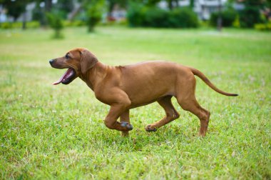 güzel köpek Rodezya ridgeback puppy açık havada