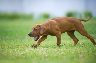 güzel köpek Rodezya ridgeback puppy açık havada