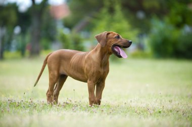 güzel köpek Rodezya ridgeback puppy açık havada