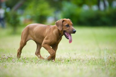 güzel köpek Rodezya ridgeback puppy açık havada