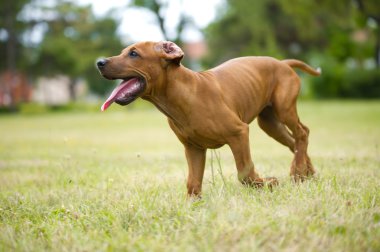 güzel köpek Rodezya ridgeback puppy açık havada