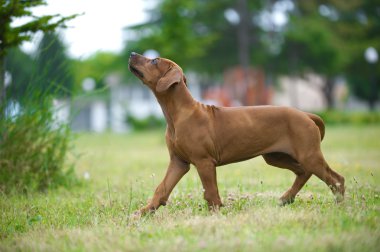 güzel köpek Rodezya ridgeback puppy açık havada