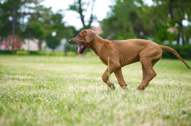 güzel köpek Rodezya ridgeback puppy açık havada