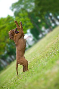 güzel köpek Rodezya ridgeback puppy açık havada