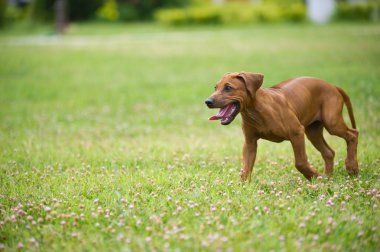 güzel köpek Rodezya ridgeback puppy açık havada