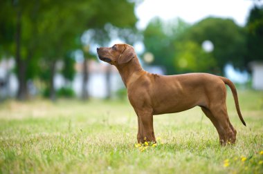 güzel köpek Rodezya ridgeback puppy açık havada