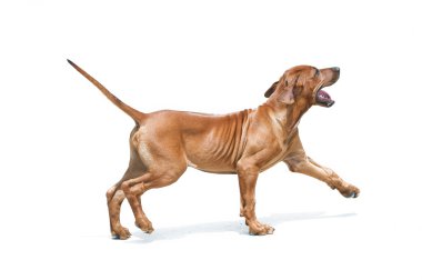 Beautiful dog rhodesian ridgeback puppy isolated clipart