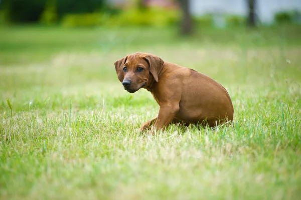 Güzel köpek Rodezya ridgeback puppy açık havada — Stok fotoğraf