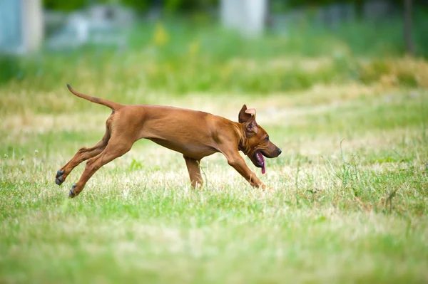 Gyönyörű kutya rhodesian ridgeback kiskutya szabadban — Stock Fotó