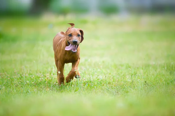 Vacker hund rhodesian ridgeback valp utomhus — Stockfoto