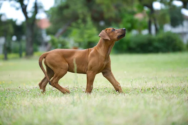 Magnifique chien rhodésien ridgeback chiot en plein air — Photo