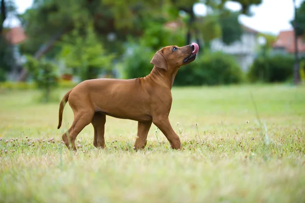 Красивая собака родезийский горный щенок на открытом воздухе — стоковое фото