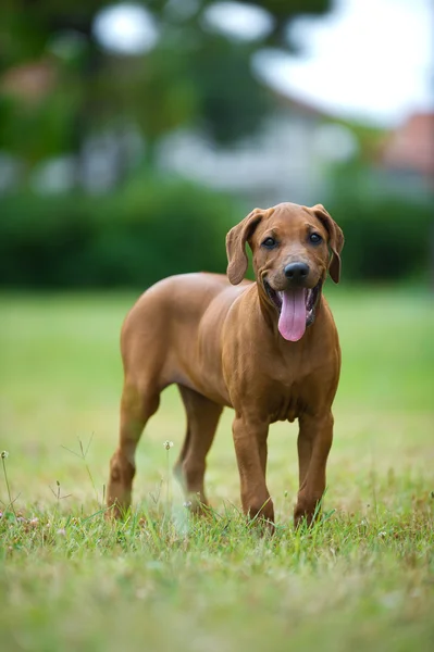 Cão lindo rhodesian cachorro ridgeback ao ar livre — Fotografia de Stock