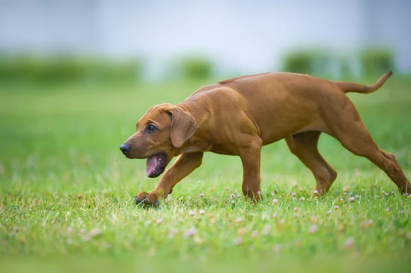 Vacker hund rhodesian ridgeback valp utomhus — Stockfoto