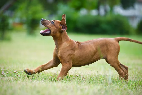 Szczeniak rasy rhodesian ridgeback pies piękny na zewnątrz — Zdjęcie stockowe