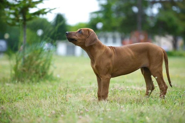 Hermoso perro rhodesian ridgeback cachorro al aire libre — Foto de Stock