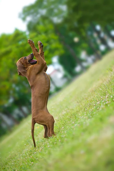 Szczeniak rasy rhodesian ridgeback pies piękny na zewnątrz — Zdjęcie stockowe
