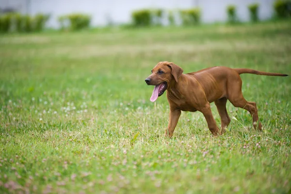 Krásný pes štěně rhodéského ridgebacka venku — Stock fotografie