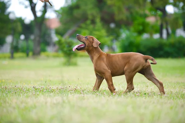 Krásný pes štěně rhodéského ridgebacka venku — Stock fotografie