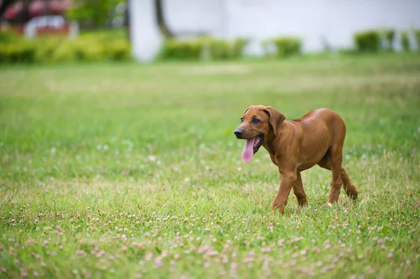 Πανέμορφο σκυλί κουτάβι rhodesian ridgeback σε εξωτερικούς χώρους — Φωτογραφία Αρχείου