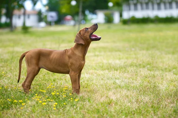 Gyönyörű kutya rhodesian ridgeback kiskutya szabadban — Stock Fotó