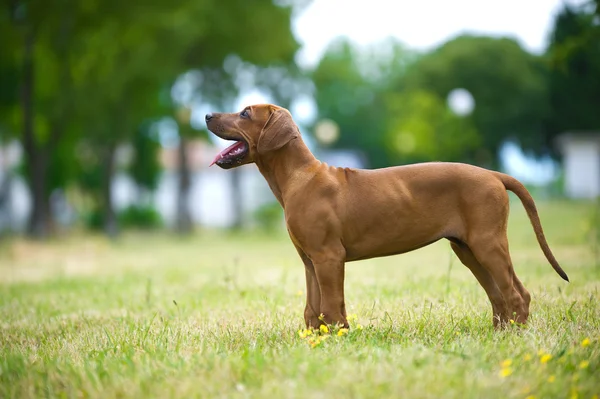สวยสุนัข rhodesian ridgeback ลูกสุนัขกลางแจ้ง — ภาพถ่ายสต็อก