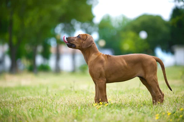 Красива собака родезійський хребет цуценя на відкритому повітрі — стокове фото