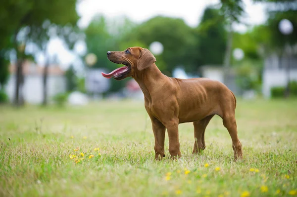 สวยสุนัข rhodesian ridgeback ลูกสุนัขกลางแจ้ง — ภาพถ่ายสต็อก