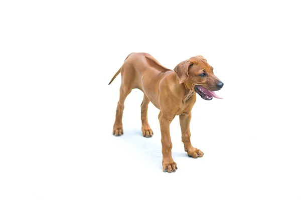 Cão lindo rhodesian cachorro ridgeback isolado — Fotografia de Stock