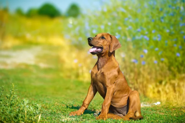 Mooie rhodesian ridgeback hond puppy in een veld — Stockfoto