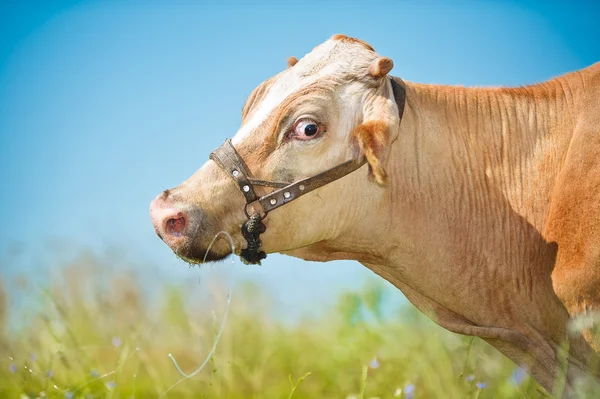 Mucca divertita in un campo — Foto Stock