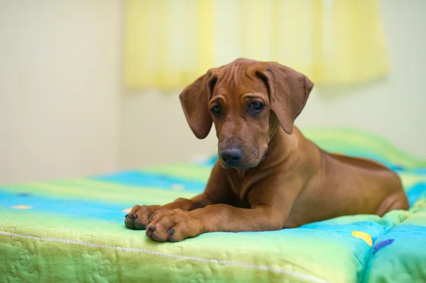 ローデシアン ・ リッジバック子犬のベッドの上 — ストック写真
