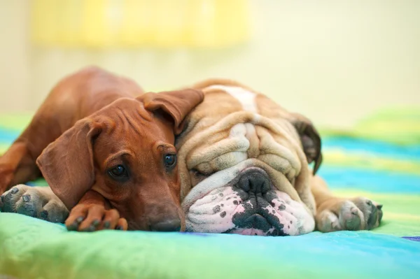 罗得西亚 ridgeback 小狗和英国牛头犬在一张床上 — 图库照片