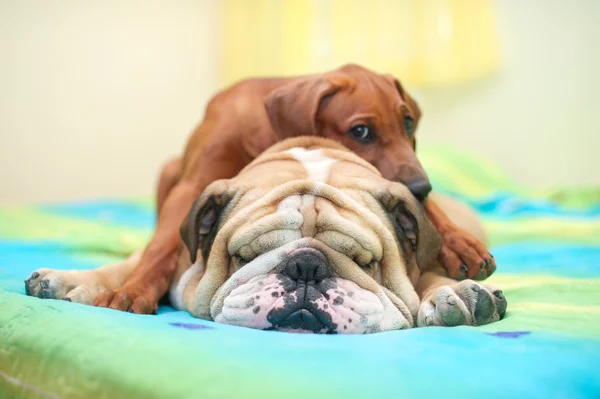 Rodesiana ridgeback cucciolo e bulldog inglese su un letto — Foto Stock
