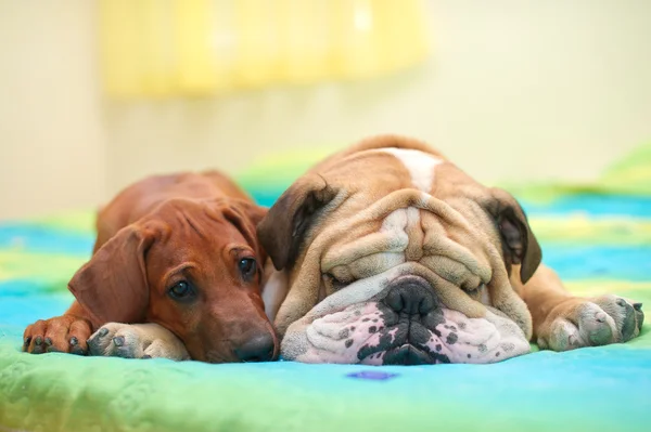 Rhodesian ridgeback cachorro y bulldog Inglés en una cama — Foto de Stock