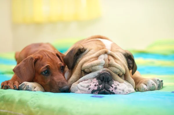 Родезийский горный щенок и английский бульдог на кровати — стоковое фото