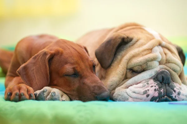 Rhodesian ridgeback κουτάβι και αγγλικά μπουλντόγκ σε ένα κρεβάτι — Φωτογραφία Αρχείου