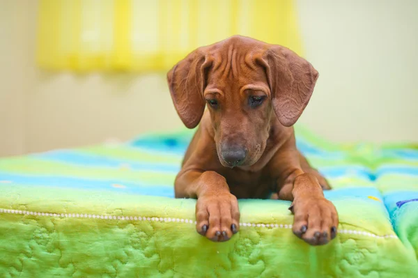 Родезийский горный щенок на кровати — стоковое фото