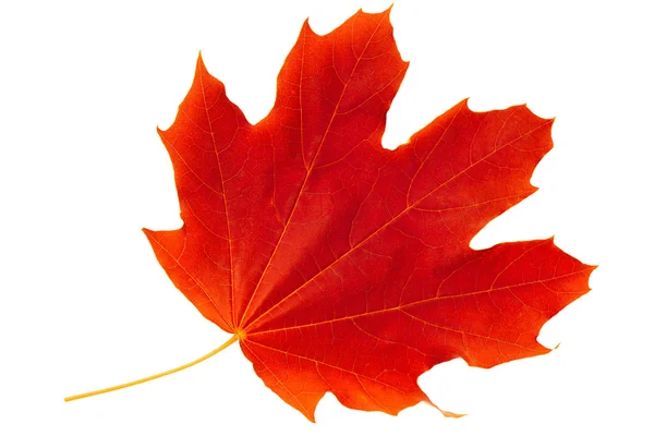 Single maple leaf — Stock Photo © DLeonis #1099815