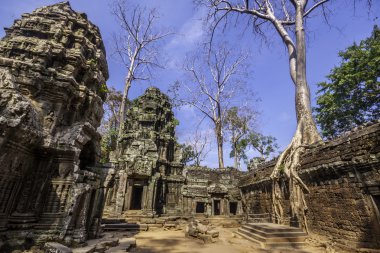 olarak ta phrom, angkor wat, Kamboçya, Güneydoğu Asya'da ağaç.