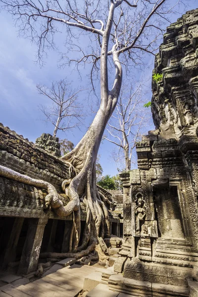 Дерево в Та Фром, Ангкор Ват, Камбоджа, Юго-Восточная Азия . — стоковое фото