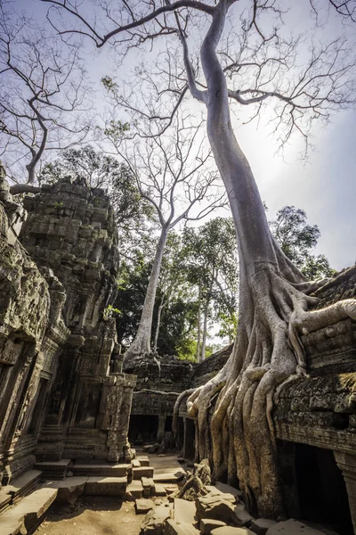 Дерево в Та Фром, Ангкор Ват, Камбоджа, Юго-Восточная Азия . — стоковое фото